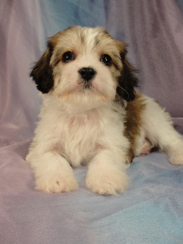 Male cavachon Puppy for sale #3 Born December 20, 2011